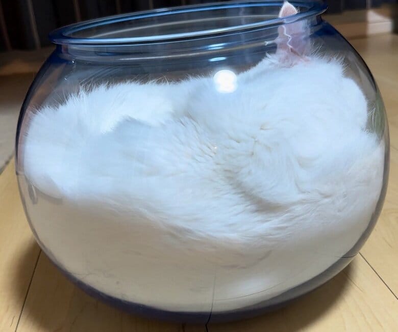 みごとな“液体化”（提供：雨と雪之丞さん）