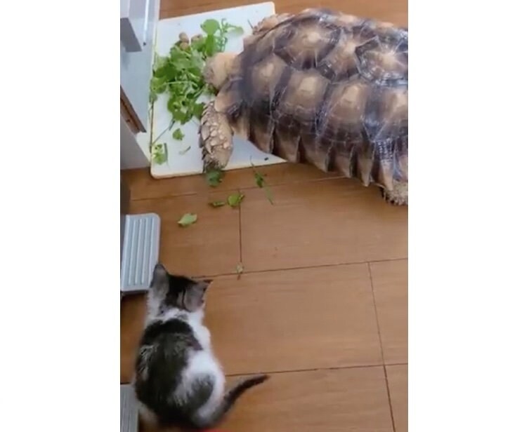 食事中のリクオくんを観察するまほちゃん（提供：にゃんこ亀さん）