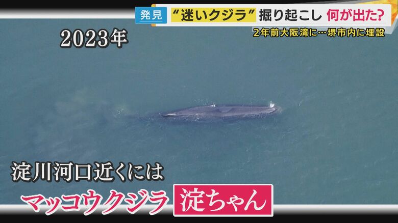 2023年に淀川河口近くに迷い込んだ「淀ちゃん」