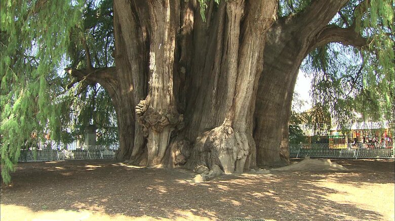 トゥーレの木（メキシコ・オアハカ州）
