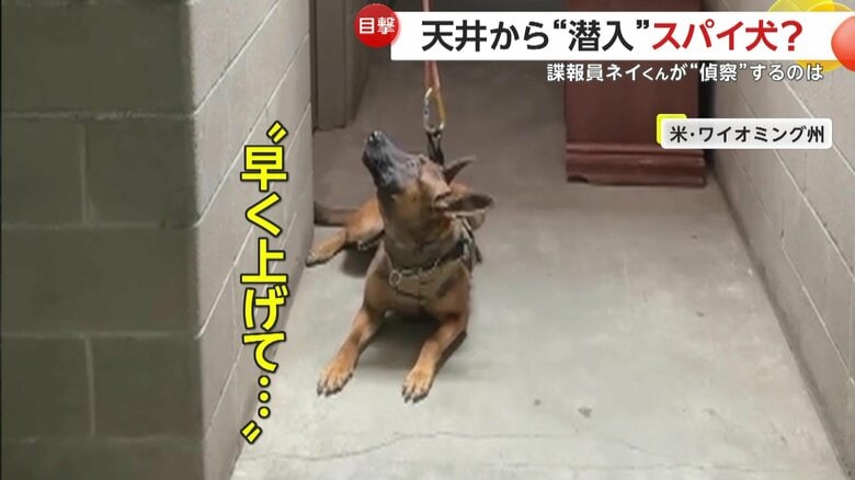 上を見つめて「指示待ち」をしていた警察犬（Cheyenne Police Department）
