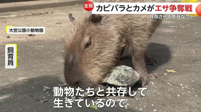 野生では他の動物たちと共存するカピバラ