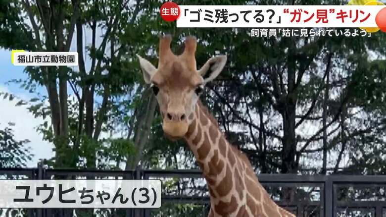 普段のユウヒちゃん（映像提供：福山市立動物園）