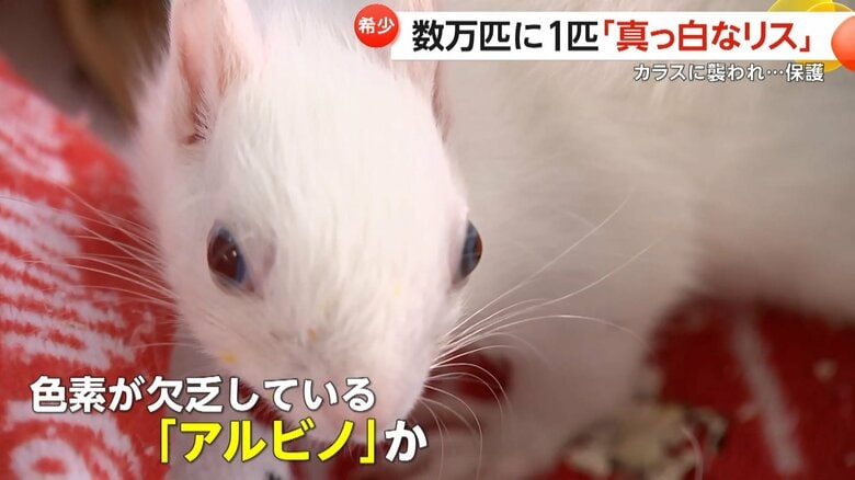 白いリスは色素が欠けている「アルビノ」の個体とみられる