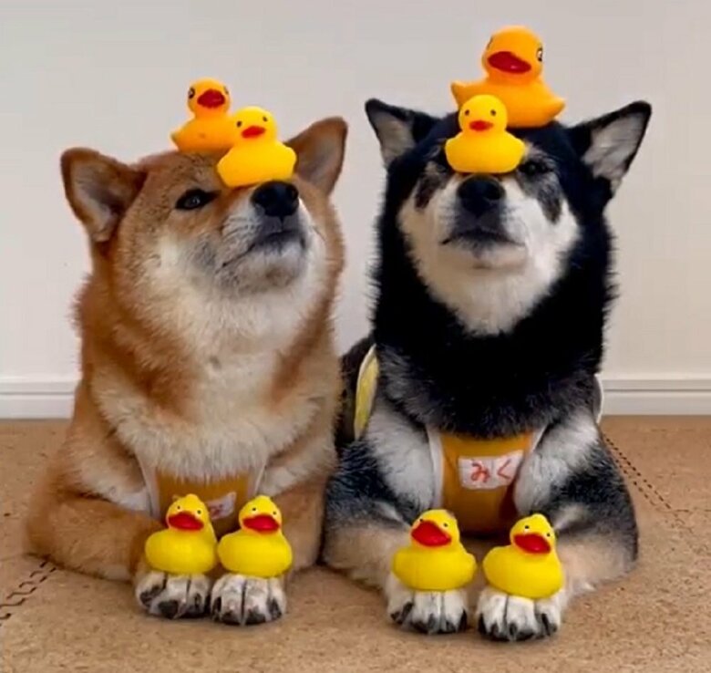 アヒル乗せチャレンジ