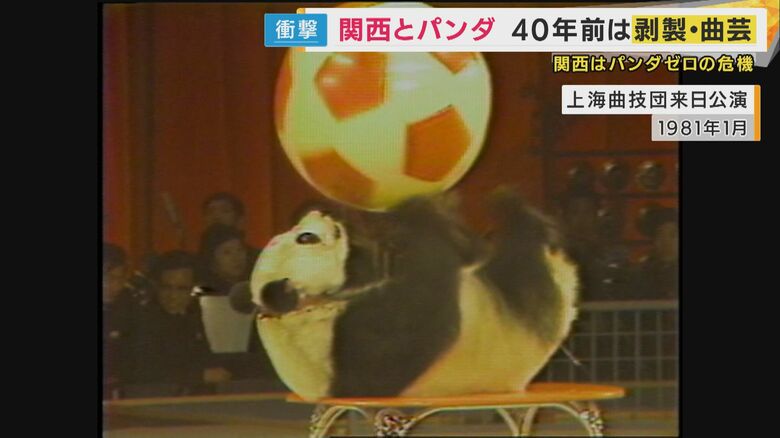 大阪にやってきた”曲芸パンダ”