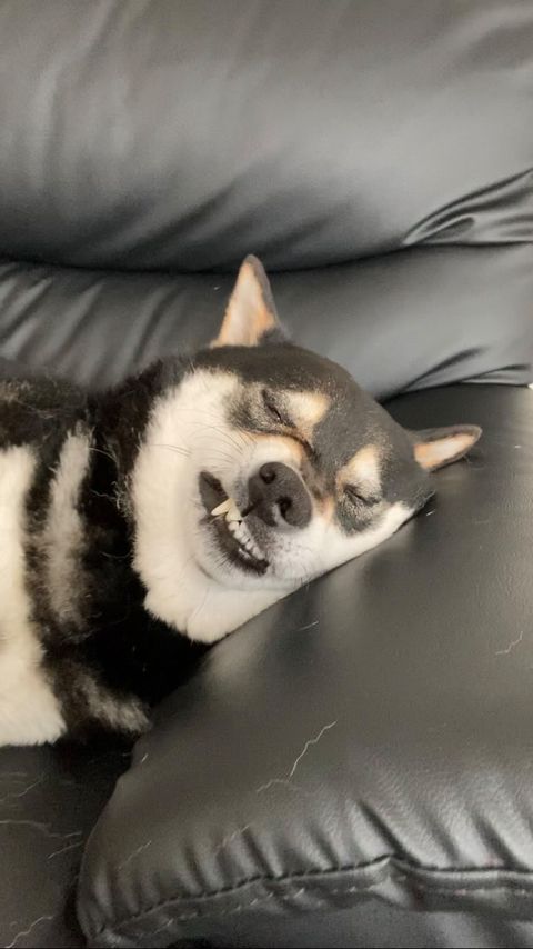 提供：柴犬むさしとこじろうさん