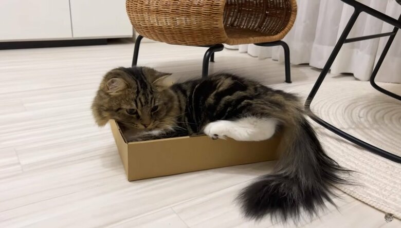 公式YouTubeチャンネル「めるにゃんちゅーぶ《mel nyan tube》」より