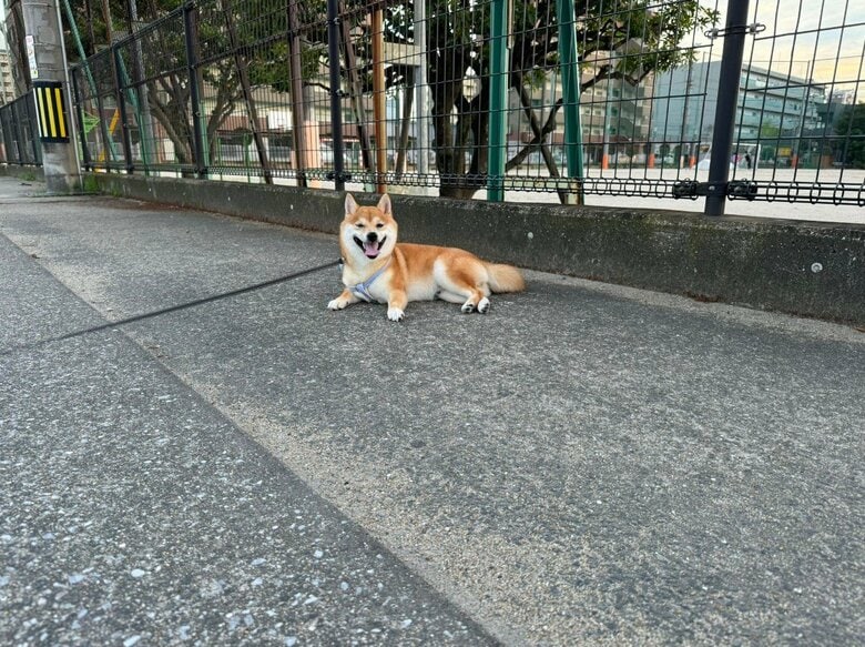 この日も笑顔で散歩拒否（提供：わさび一族さん）