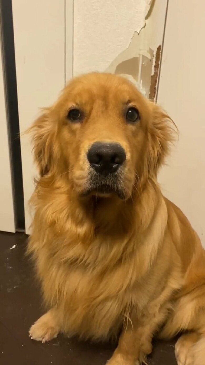 とぼけるよんくくん　正面から