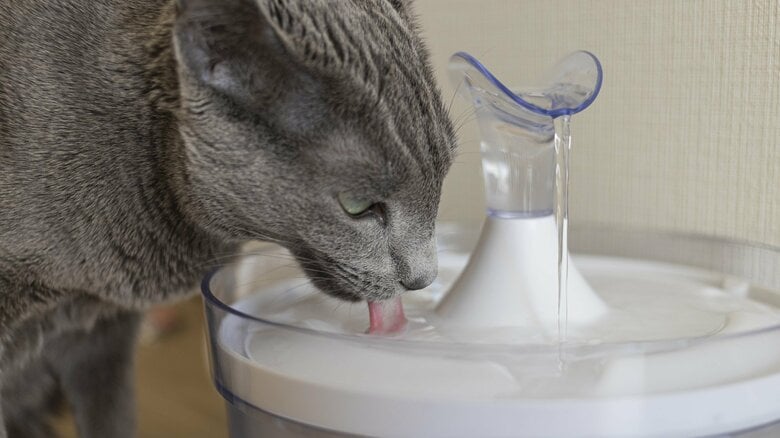 （2）水を飲みやすい環境を用意（画像はイメージ）