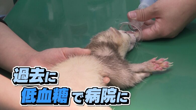 運び込まれたフェレット