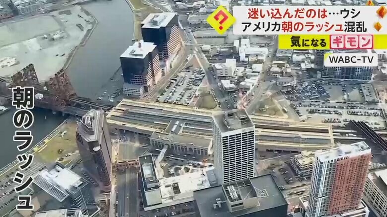 ウシが現れた駅を上空から撮影した様子