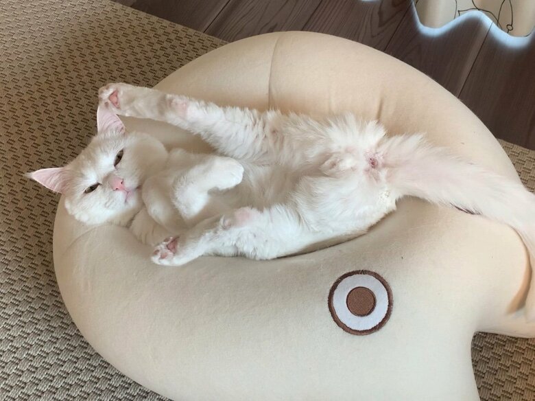 提供：@hakusama0906