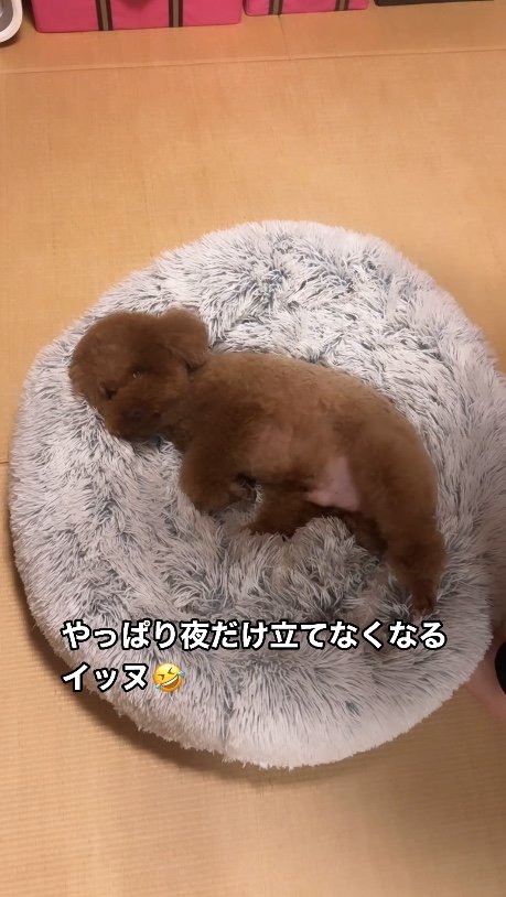 提供：Leo トイプードルさん