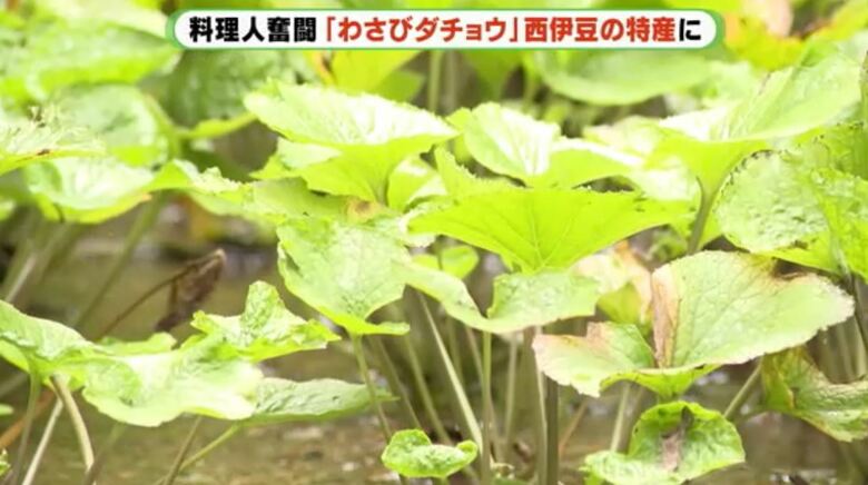 掘浩一さん「“とがっていく”ため地元名産ワサビとつながる」