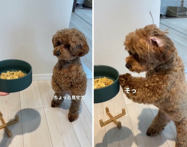 おいしいものを前にソワソワが止まらないチャイちゃん