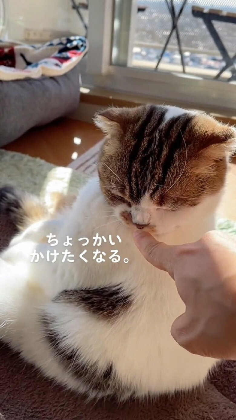 クンクン