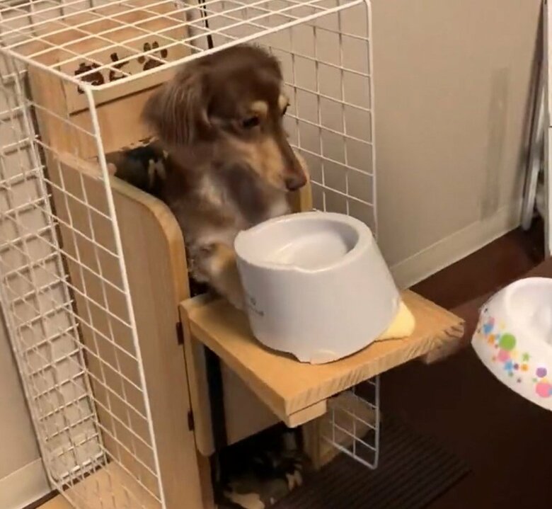 飼い主さんがテーブルを固定して準備完了