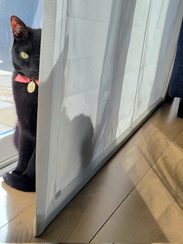 提供：仔猫を拾ったので