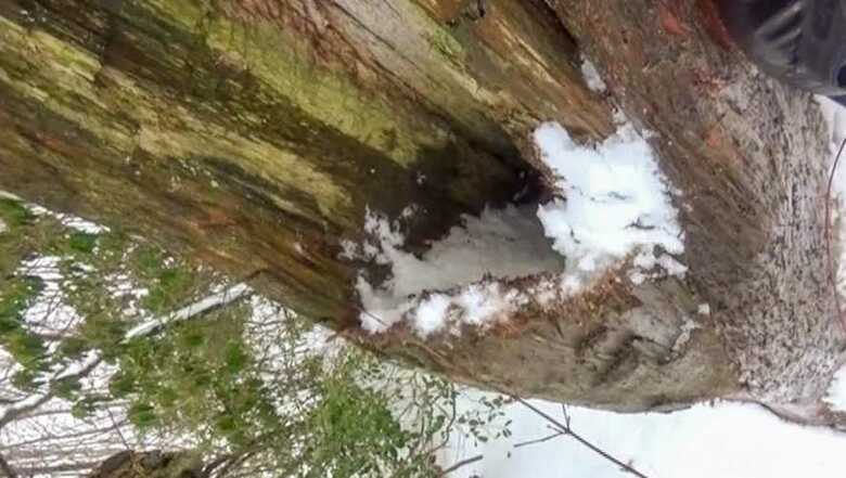 木の穴の中にクマの姿はなかった