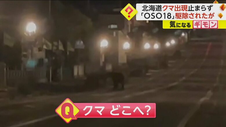 苫前町の道路の真ん中を歩くクマ