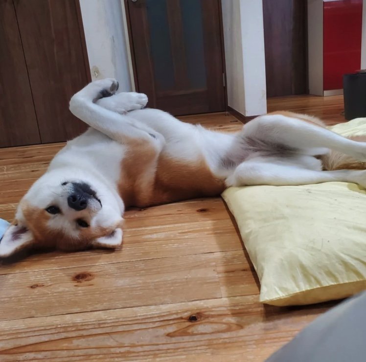 提供：秋田犬 杏(あん)と蓮(れん)さん