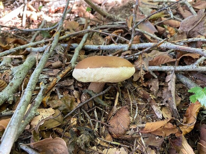 離れて見てもキレイな焼き具合
