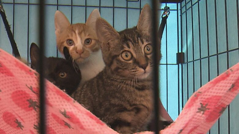 保健所では保護猫が増えている