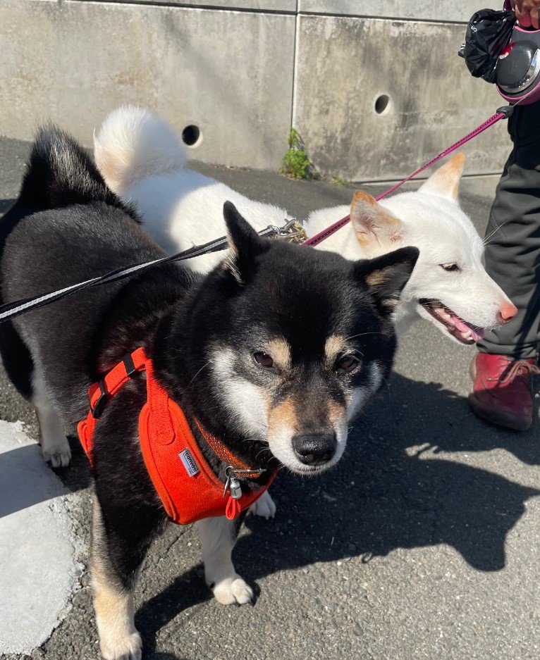 提供：柴犬のくぅとそらさん