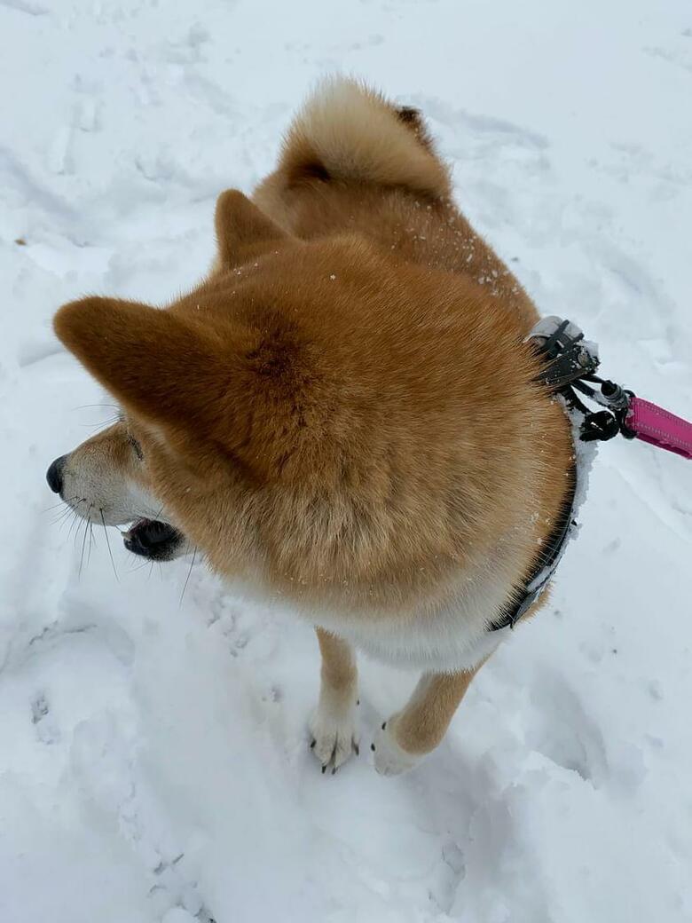 1年前の雪が積もった時（提供：柴犬こむぎさん）