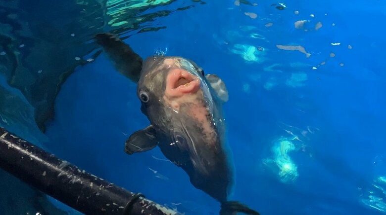 水面に顔を出すマンボウ（提供：サンシャイン水族館）