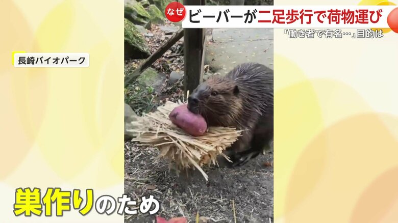 巣作りに向かうビーバー