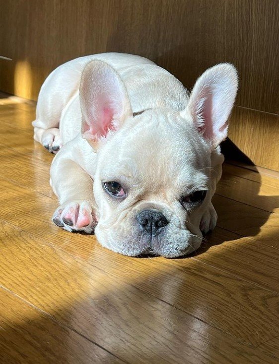 提供：みるくちゃん