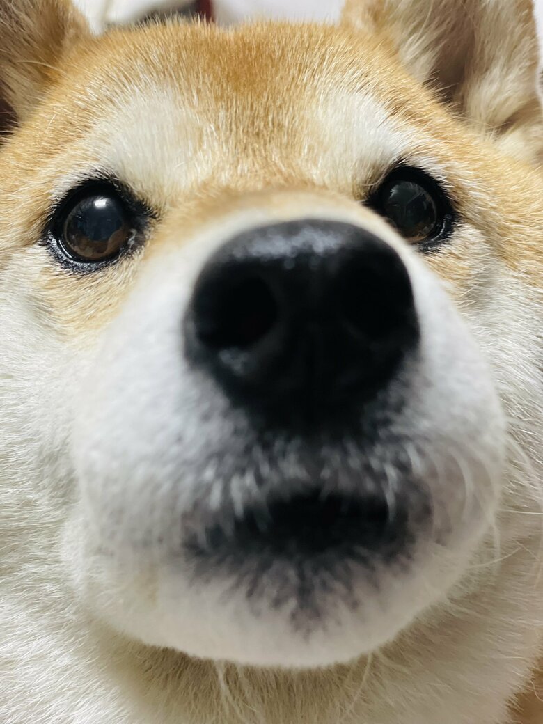 画像提供：柴犬ハナさん