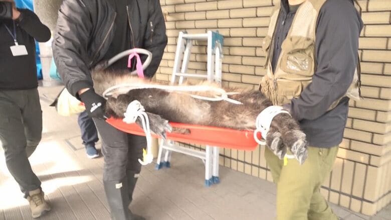 麻酔で眠らせ捕獲