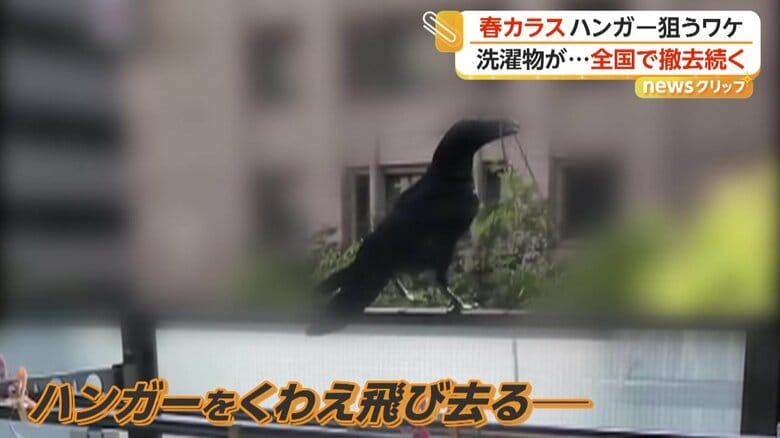 ハンガーをくわえたカラス（視聴者撮影）