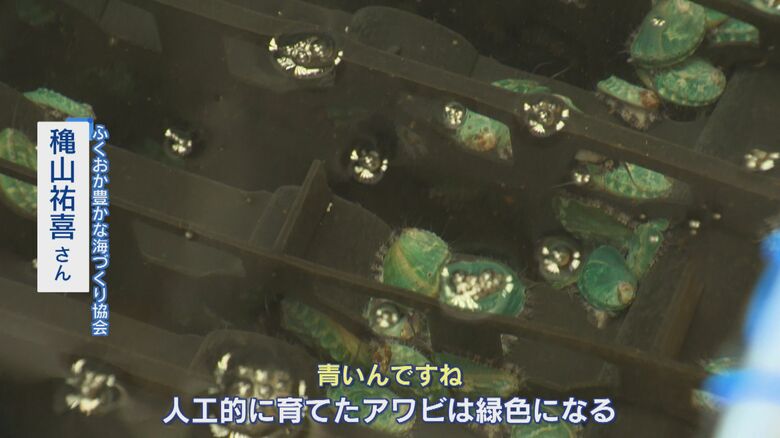 緑色が印象的なアワビの稚貝