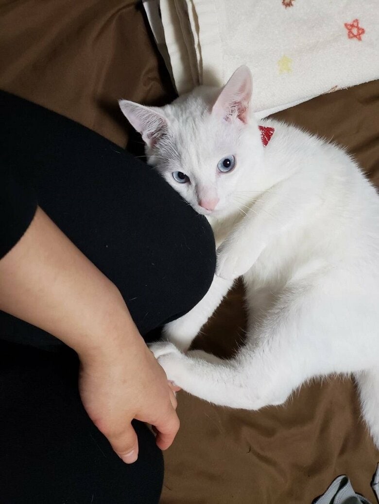 飼い主さんにピッタリくっついて甘えん坊