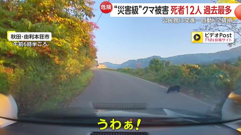 走行中の車の目に前に現れた親子とみられるクマの群れ⑤