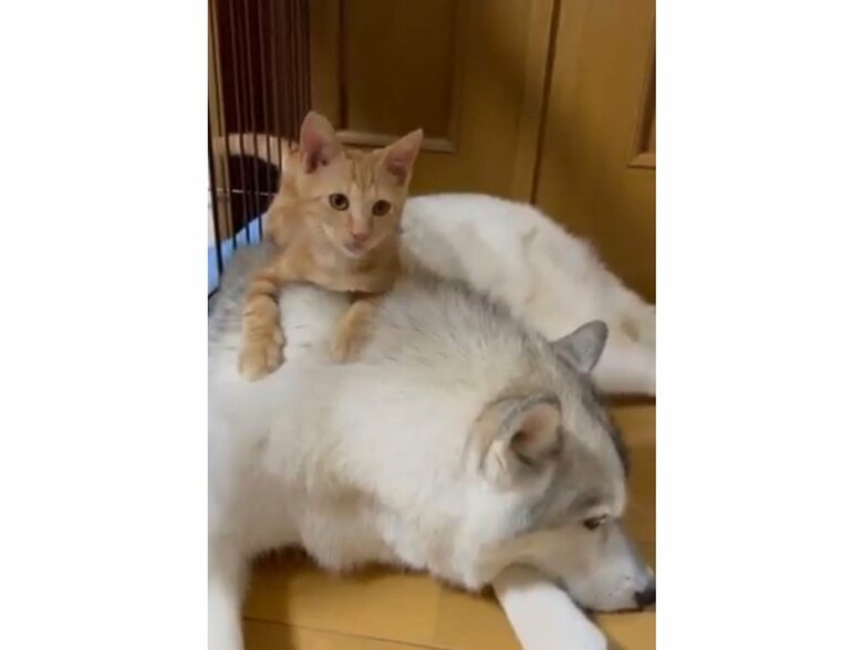 ユキちゃんの上に乗るレンくん（提供：かもしかさん）