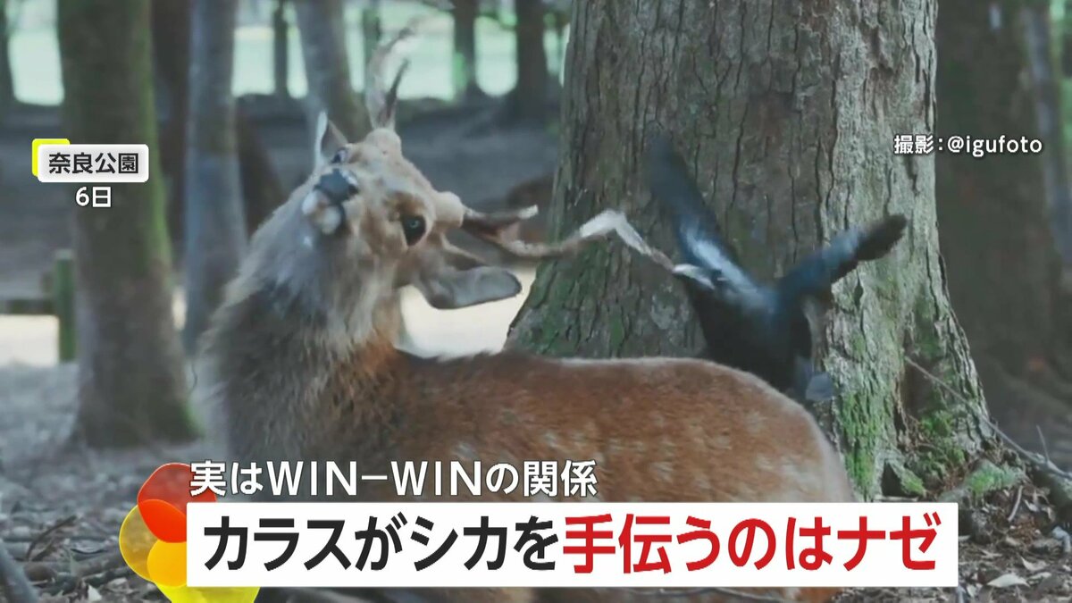 シカの首が傾くほどツノを思い切り引っ張るカラス “皮をはがしたいシカ