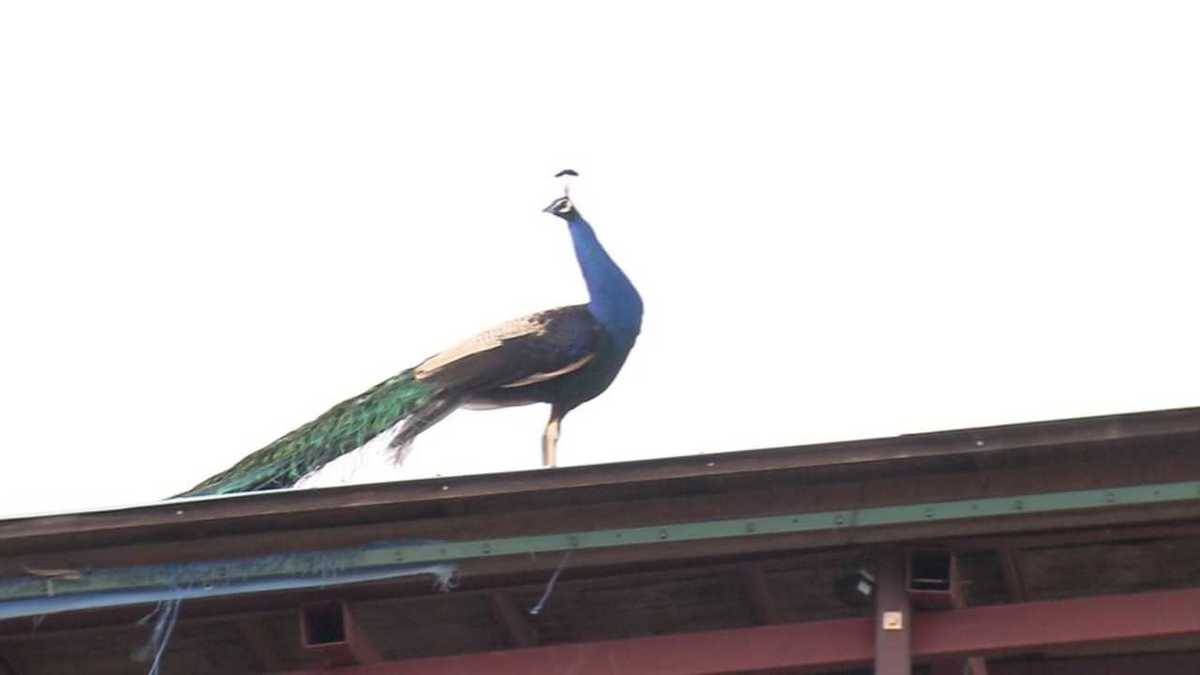 群馬で騒動 電柱の上で寝る 野良クジャク はどこから来たのか