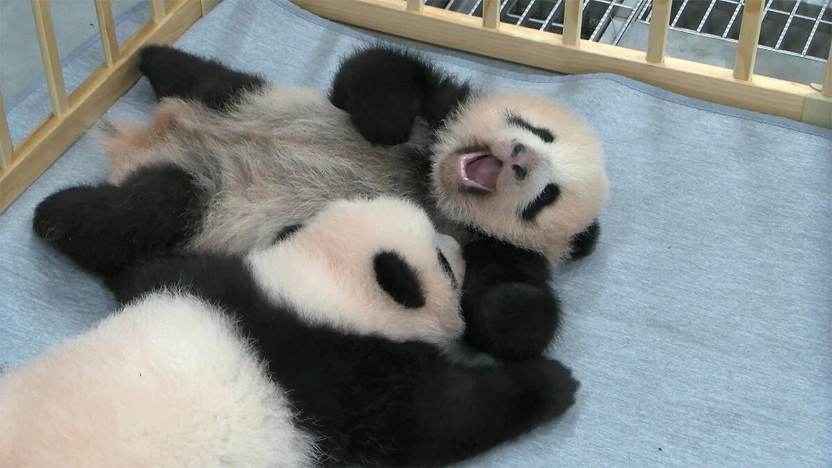 上野動物園 双子赤ちゃんパンダ 名前は シャオシャオ 暁暁 と レイレイ 蕾蕾