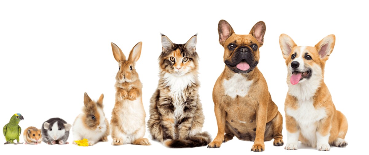 人気飼育犬種 猫種ランキング19を発表 令和最初のランキング 調査対象を拡大し 人気の小動物も初公開