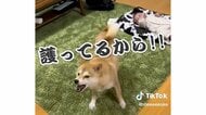 「誰も近寄らないで!!」母親でも威嚇する柴犬が赤ちゃんの“最高最強のSP” 「産んだの私だよ…笑」関係性を聞いた