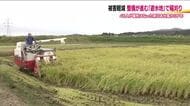 洪水対策の遊水地で稲刈り　防災と営農の両立を検証　コシヒカリ試験栽培で2年目の収穫　福島