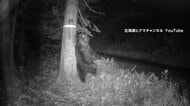 栃木の小学校近くで「クマに襲われた」　相次ぐのは専門家「エサ探しと繁殖期」　環境省が「胸模様」で個体数を調査