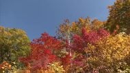 八幡平の大沼周辺、紅葉が見頃　多くの観光客ら、自然が織りなす秋の風景楽しむ　秋田・鹿角市