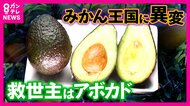 温暖化対策しなければ「猛暑で収穫量4割減」の農園も 『21世紀末には“日本一の産地”和歌山でミカンが採れなくなる？』　“森のバター”アボカドが産地を救うか